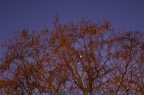 Venus & Jupiter im Westen über dem Rhein 02.März 2023
