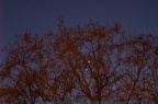 Venus & Jupiter im Westen über dem Rhein 02.März 2023