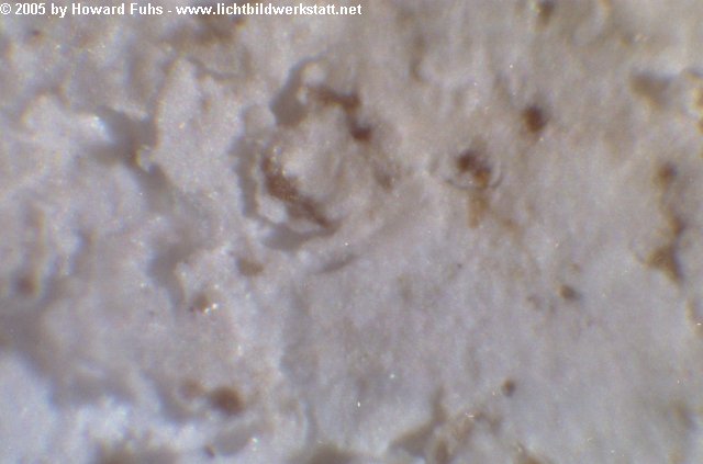 microscop013.jpg